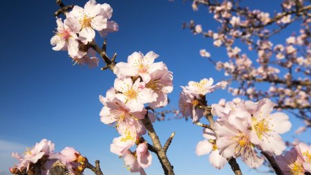 Temperaturi neobisnuite, la inceput de primavara, in Romania! Prognoza meteo pentru urmatoarele patru saptamani