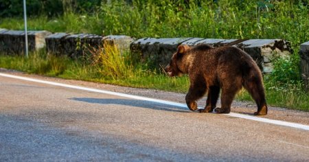 Urs vazut pe strazile din Ploiesti. A fost transmis un mesaj RO-ALERT