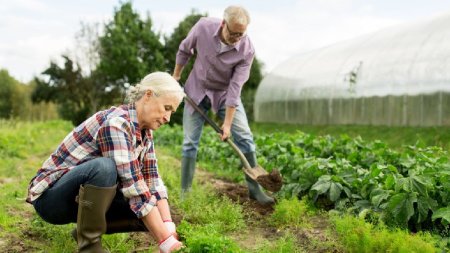 4 factori care influenteaza succesul culturilor pe suprafete mici - la ce sa fii atent