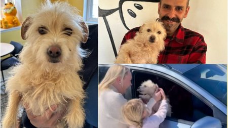 O poveste pe care Hollywood-ul ar dori sa o spuna. Mishka, un metis de terrier disparut vara trecuta, a fost gasit in viata la 3.000 de kilometri de casa