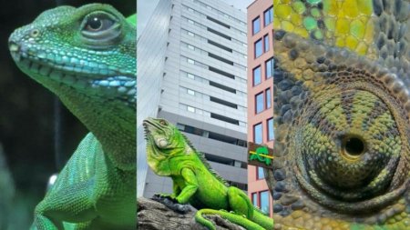 (P) Reptiland Bucuresti - in topul Destinatiilor de Weekend pentru Copii