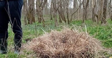 Cuiburi artificiale pentru pasari, in cea mai mare arie protejata din vestul Romaniei FOTO