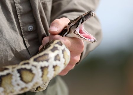 Barbat din Mehedinti, ucis de reptilele tinute in casa. <span style='background:#EDF514'>SERPII</span> au fost ridicati de politisti