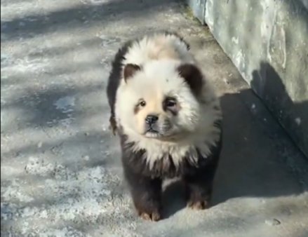 Mai multi caini dintr-o gradina zoologica din China au fost vopsiti in alb si negru ca sa fie prezentati drept ursi panda. VIDEO