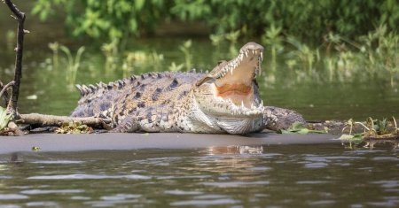 Cutremurator! O mama si-a aruncat fiul intr-un rau plin cu crocodili, la insistentele tatalui de a scapa de copilul cu dizabilitati