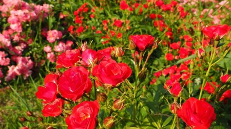 Locul unde se afla paradisul trandafirilor. Turistii sunt asteptati sa admire peste 100 de soiuri de flori