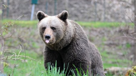 Alerta in Pitesti! Un urs a fost observat in oras | A fost convocat Comitetul Local pentru Situatii de Urgenta