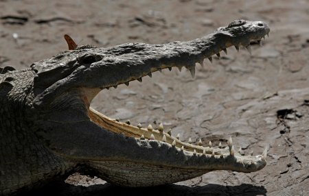 Dragoste de crocodili in Costa Rica: adio gradini zoologice, bun venit sanctuare de salvare!