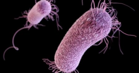 Pandemia de COVID va pali in fata pericolului reprezentat de superbacteriile rezistente la medicamente, avertizeaza expertii