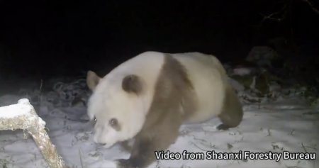 Un panda urias brun, un specimen extrem de rar, a fost observat in nord-vestul Chinei | VIDEO
