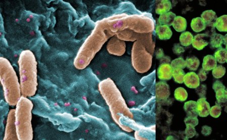 Superbacteriile rezistente la antibiotice ar putea ucide mai multi oameni decat pandemia