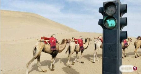 Au pus semafor pentru <span style='background:#EDF514'>CAMILE</span>, in mijlocul desertului!