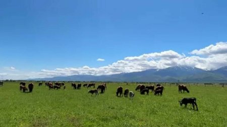 Caz socant in judetul Brasov. Animalele unui fermier au murit in chinuri, la cateva saptamani dupa un alt incident grav