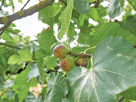 Kiwi si curmale la Dabuleni, smochini in <span style='background:#EDF514'>ROSIORI</span> sau goji la Brasov. Se schimba clima. Ce urmeaza? Ar fi bine sa vedem ce se produce acum in Grecia, in Italia, Spania. Nu vedem grau sau porumb acolo, ci milioane de hectare cu livezi de maslini.