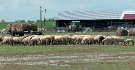 Fermele din Romania, lovite de un fenomen pagubos. Proprietarii de turme de oi ajung sa munceasca singuri la stana FOTO