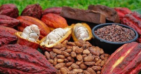 Pretul boabelor de cacao este in scadere: Factorii determinanti sunt conditiile meteo