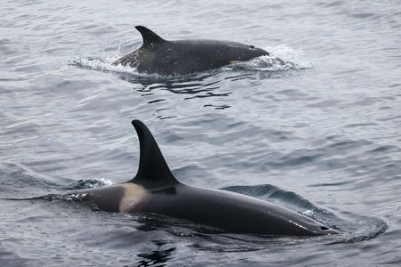 Mai multe balene ucigase au scufundat un iaht in stramtoarea Gib<span style='background:#EDF514'>RALTA</span>r. Ce spun cercetatorii despre comportamentul orcilor