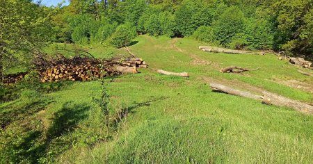 Un sit arheologic de 8.000 de ani, unic in Europa, distrus de o exploatatie forestiera FOTO