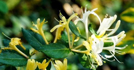 Planta pe care romanii o considera banala, dar e sanatate curata! Miroase superb si creste aproape peste tot