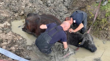 Interventie dificila a pompierilor din Timis. Au fost chemati sa salveze o vaca blocata in noroi