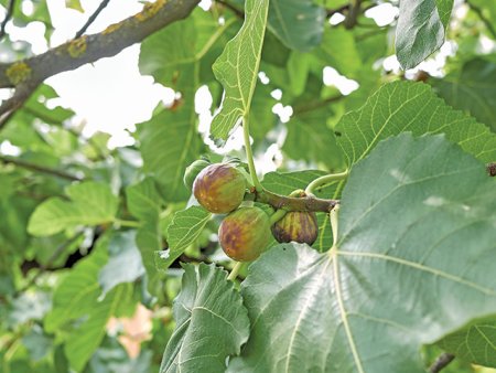 Clima schimba agricultura romaneasca: curmale, kiwi, kaki si fistic la Dabuleni, livezi de smochini in Rosiori, Teleorman sau fructe de goji la Brasov. Ce mai urmeaza? 