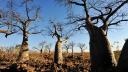 Copacul vietii: s-a aflat misterul originii baobabilor