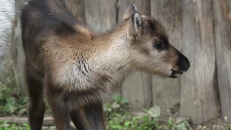 Un pui de ren s-a nascut la gradina zoologica din Targu Mures. Premiera pentru ingrijitori si vizitatori