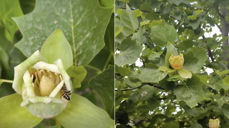 Copacul cu lalele a inflorit. Orasul din Romania unde poate fi admirat, la <span style='background:#EDF514'>GRADINA BOTANICA</span>, arborele ce poate ajunge la varsta de 500 de ani