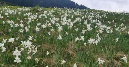 Poiana narciselor, un covor de flori albe asternut la picioarele turistilor FOTO