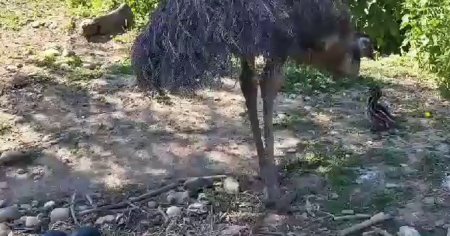 Vedeta unei loc magic din Romania. Baby Emu, a doua pasare inalta din lume FOTO VIDEO