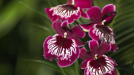 6 flori minunate de care sa te bucuri <span style='background:#EDF514'>TOT ANUL</span>. Sfaturi de ingrijire