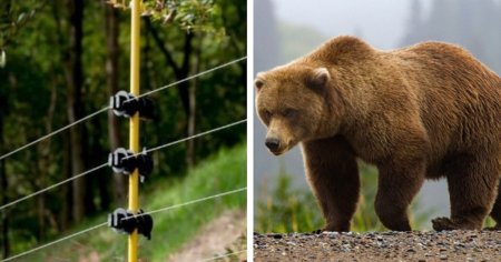 De Zilele Ramnicului, alerta de urs pe o strada ce se intersecteaza cu centura orasului E81 FOTO