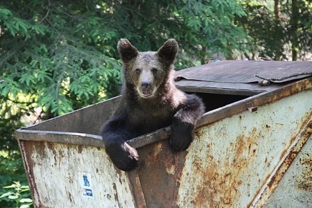 Primele pubele anti-ursi au ajuns la Baile Tusnad