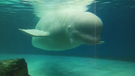 Free Bella: Campania pentru salvarea balenei beluga din mall-ul din Seul