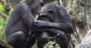 Imaginile care au impresionat toata planeta! O mama cimpanzeu isi plange puiul mort de luni de zile. VIDEO