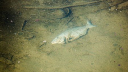 Dezastru ecologic in judetul Cluj. Pesti morti pe Valea Salca