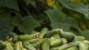 Reguli de aur pentru o recolta bogata de castraveti. Un ingredient din bucatarie, cel mai bun <span style='background:#EDF514'>INGRASAMANT</span>