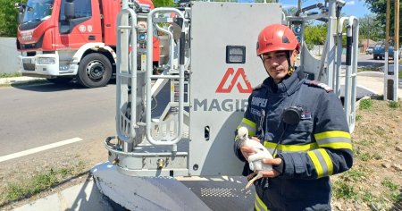 Un pui de barza cazut dintr-un cuib, de la mare inaltime, salvat de pompieri. Satenii au alertat autoritatile FOTO