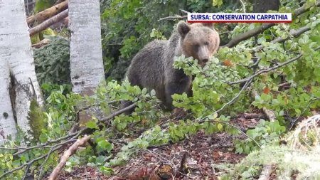 Cum s-a luat decizia uciderii celor trei ursi in Miercurea Ciuc pentru ca nu au putut fi alungati din oras