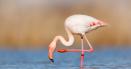 Zeci de pasari flamingo pot fi admirate in Delta Dunarii, pe bratul Sfantu Gheorghe VIDEO