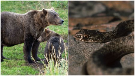 Judetul din Romania care s-a umplut de ursi si serpi. Se plimba pe strazile unui municipiu si ataca animalele din curti