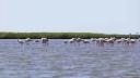 Zeci de exemplare de flamingo au poposit in Delta Dunarii. Ar fi venit din nordul Africii