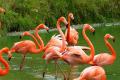 Zeci de pasari <span style='background:#EDF514'>FLAMINGO</span> au colorat Delta Dunarii (Video)