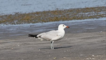 O noua specie de pasare a fost descoperita pe teritoriul Romaniei