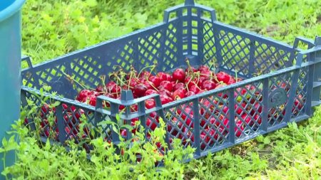 Vand cirese cu 2 lei/kg. De ce unii dintre fermieri au redus pretul, desi au recolte mai mari fata de anul trecut