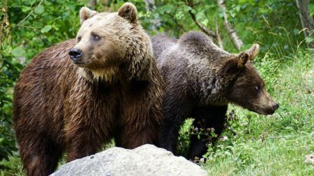 Alerta in judetul Bacau: Prezenta ursilor, semnalata in tot mai multe zone in judet