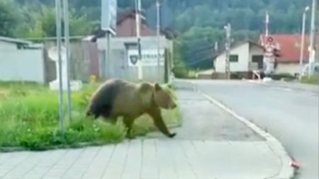 Un copil de opt ani a fost zgariat pe mana de un urs pe care a incercat sa il hraneasca din masina, la barajul Vidraru
