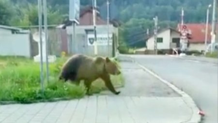 Un copil de opt ani a fost zgariat pe mana de un urs pe care a incercat sa il hraneasca din masina, la barajul <span style='background:#EDF514'>VIDRA</span>ru