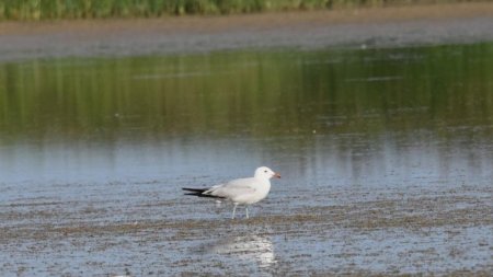 O specie noua de pasare a aparut in fauna Romaniei. Unde a fost descoperita