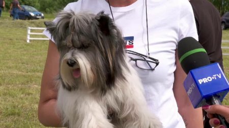 Festival canin la Sambata de Sus: Proprietari de caini din toata tara si-au adus patrupedele la concurs